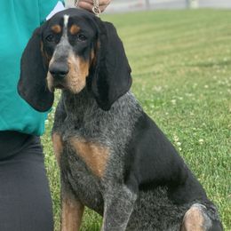 American Leopard Hounds, Bluetick Coonhounds, and German Shepherds from Haus Biery German Shepherds, Benchmark Blueticks & Leopard Hounds