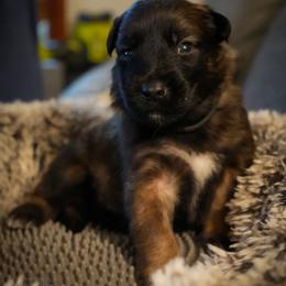 Jon Snow - Fawn male Belgian Malinois puppy in Baltimore, Maryland from Abenteurer German Shepherds & Belgian Malinois