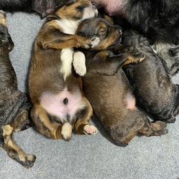 Schnoodle Puppies from Bentley's Beloved Paws