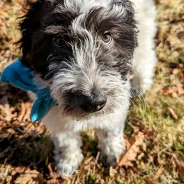 Double Doodle Puppies from Breedlove Mtn Doodles