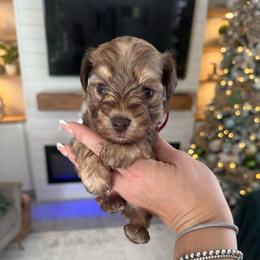 Boy 1 - Liver male Miniature Schnauzer puppy in Orange City, Florida from Xaysha’s Miniature Schnauzers