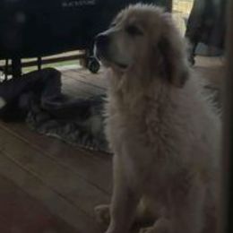 Great Pyrenees from Mayport farms