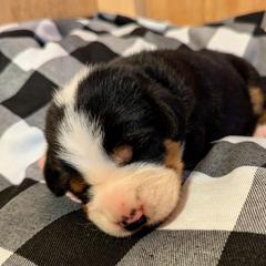Greater Swiss Mountain Dog Puppies from Greater Swiss of Whitetail Acres