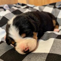 Greater Swiss Mountain Dog Puppies from Greater Swiss of Whitetail Acres