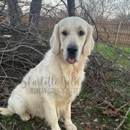 Connel - Golden Retriever