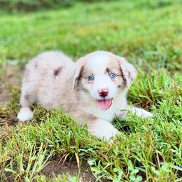 Toby - Red Merle Male 2 - Red merle male Miniature Australian Shepherd puppy in Stuart, Virginia from Apple Tree Mini Aussies