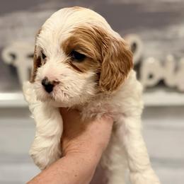 Snow White - Parti female Goldendoodle puppy in Bradenton, Florida from Christianna’s Mini Goldendoodles