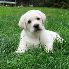 Labrador Retriever Puppies from Treasure Mountain Labrador Retrievers