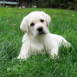 Labrador Retriever Puppies from Treasure Mountain Labrador Retrievers