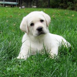 Labrador Retriever Puppies from Treasure Mountain Labrador Retrievers