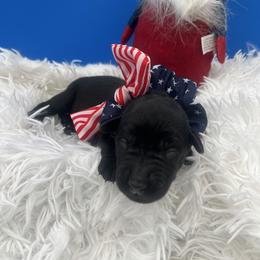 Pink - Black female Labrador Retriever puppy in Heath Springs, South Carolina from Rich Hill Retrievers