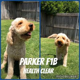Parker - Goldendoodle