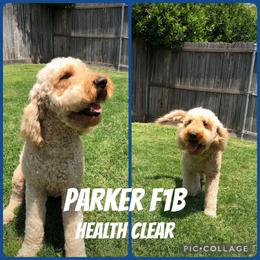Parker - Goldendoodle