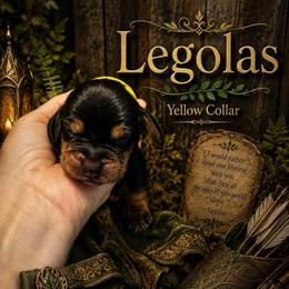 Legolas - Black and tan male Beagle puppy in Viper, Kentucky from Mountain Top