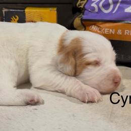 Cynergy - White and orange female Brittany puppy in Stillwater, Oklahoma from Kennel de Fowler