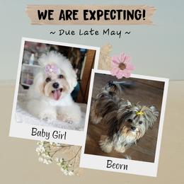 Morkie puppies from Seeking Shalom Acres Maltese, Maltipoos & Havamalts