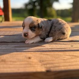 Boy 2 - Blue merle male Miniature Australian Shepherd puppy in Doddridge, Arkansas from Huddleston Farm