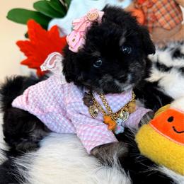 BEAUTY - Black & tan tri-color female Maltipoo puppy in Sugar Land, Texas from Celebrity Maltipoos