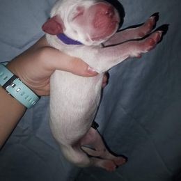 Purple - Arwen - White and black female Dalmatian puppy in Jacksonville, Florida from Sunrise Dalmatians 🌄