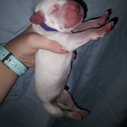 Purple - Arwen - White and black female Dalmatian puppy in Jacksonville, Florida from Sunrise Dalmatians 🌄