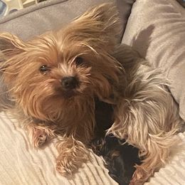 Pomeranian and Yorkshire Terrier Puppies from BC Breeders Association