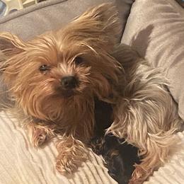 Pomeranian and Yorkshire Terrier Puppies from BC Breeders Association