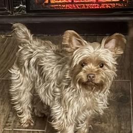Yorkshire Terrier puppies from Rosenthal Yorkies