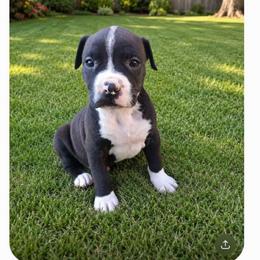 Boy 1 - Black male American Pit Bull Terrier puppy in Sea Tac, Washington from SkylineUSA Kennels