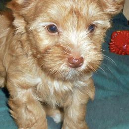 Yorkshire Terriers from Yorkies By Cheri