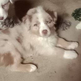 Boy 3 - Red merle Australian Shepherd puppy in North Jackson, Ohio from Shadowood Australian Shepherds