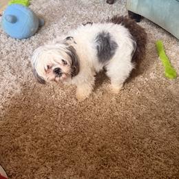 Roxi - Shih Tzu