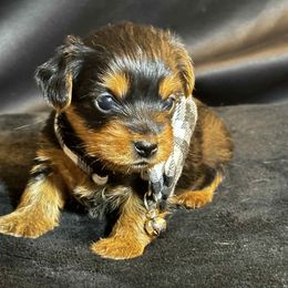 Jasper - Black and tan male Yorkshire Terrier puppy in Denver, Colorado from Melrey's paws