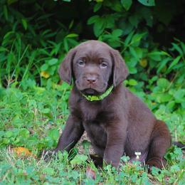 Labrador Retriever Puppies from Cove Labradors