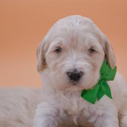 Edward green collar - Cream male Goldendoodle puppy in Lexington, North Carolina from Deborah’s Doodles