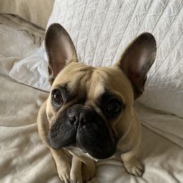 Louie - French Bulldog