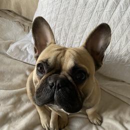 Louie - French Bulldog