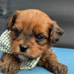 Little Bit - Red brindle male Havapoo puppy in Loveland, Colorado from Littledoodles2love