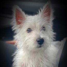 Derby - West Highland White Terrier