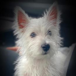 Derby - West Highland White Terrier