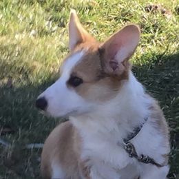 Pembroke Welsh Corgi Puppies from Coyote Creek Corgis