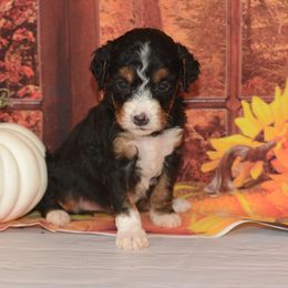 Ursula - Tri-color female Bernedoodle puppy in Moulton, Iowa from Shondel Puppy Paws