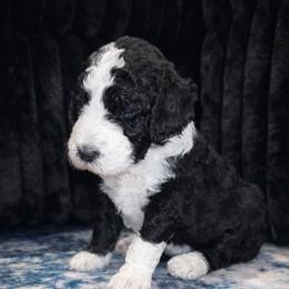 Charlie - Black and white male Sheepadoodle puppy in Tennessee, Illinois from The Artman Family