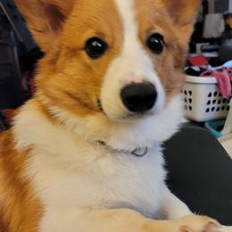 Dusty - Pembroke Welsh Corgi