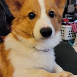 Dusty - Pembroke Welsh Corgi