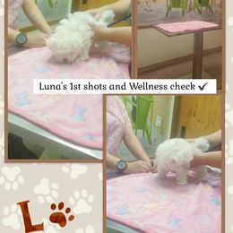 Maltese Puppies from Leslie's Maltese
