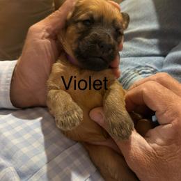 Violet purple collar - Brown female Whoodle puppy in Pima, Arizona from Schmidt's K9s