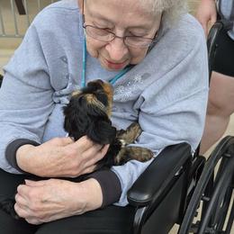 Yorkshire Terrier Puppies from Kathy's little yorkies