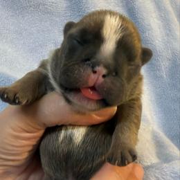 Girl 4 - Blue female French Bulldog puppy in Spanaway, Washington from Frog Faced Frenchies