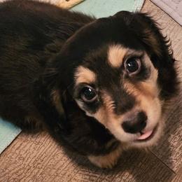 Bo - Black and cream male Dachshund puppy in Lebanon, Oregon from Willow Moons Dachshunds