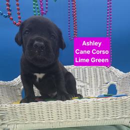 Cane Corso Puppies from God Of War Cane Corso